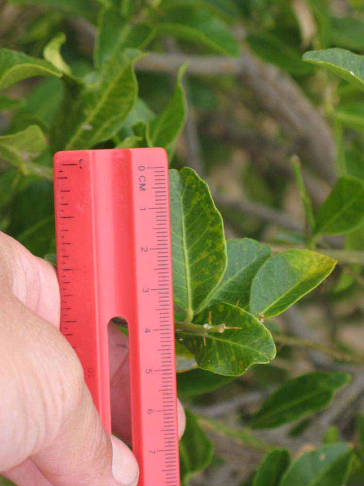            Unifoliolate leaf of  Severinia disticha         (Riverside, CA)   